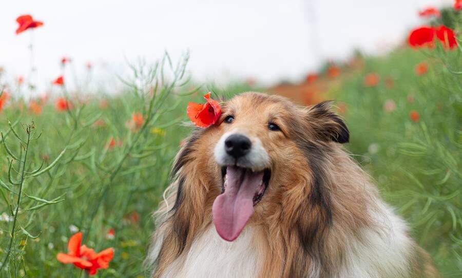 Flores de Bach para Mascotas: Qué Son, Cómo Funcionan y Cuáles Son Sus Beneficios